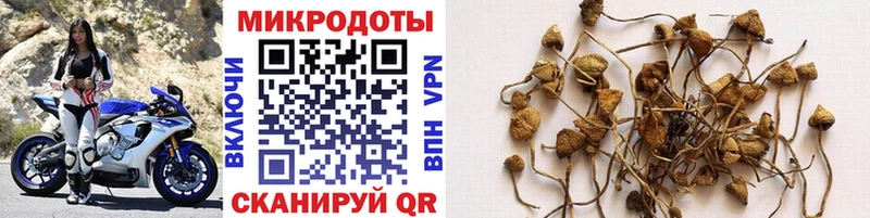 mega как зайти  наркота  Сим  Псилоцибиновые грибы мицелий 